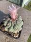 Preview: Thelocactus hexaedrophorus